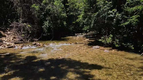 dolly Shot of a river bed with water running gently through a jungle rain forest with strong sunligh