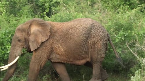 Primer plano de un elefante africano de monte con colmillos alimentándose de vegetación verde