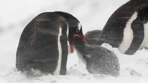 Gentoo Penguin Feeding Chick in Snowy Landscape