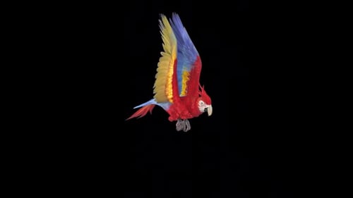 Realistic Flying Macaw Parrot Animation Loop
