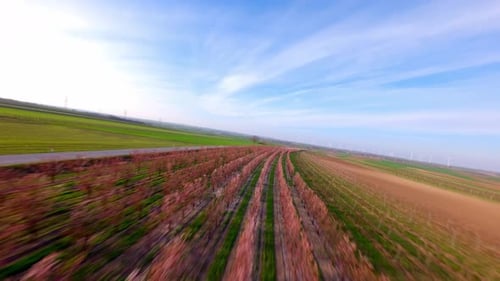 Flight Over Rural Fields Of Apricot Tree Orchard With Pink Blooming Flowers. FPV
