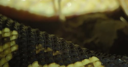 Close-Up View of a Venomous Snake in the Wild