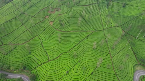 Top view Tea Garden