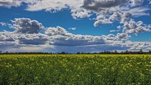 Bright And Cloudy Sky Over Field Of Yellow Rapeseed Flowering Plant During Spring Season. Time Lapse