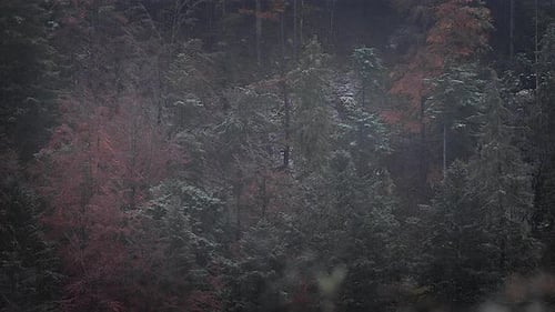 Mysterious foggy misty blowing over pine tree forest. Dark gloomy winter scene