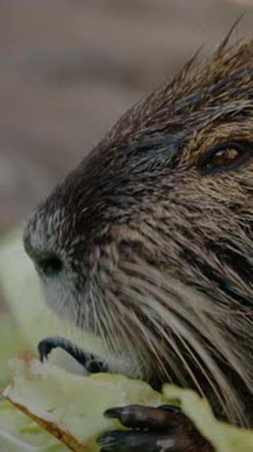 Vertical Screen Nutria genießt Kohl auf dem Bauernhof in einer ruhigen Umgebung