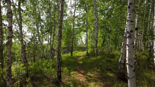 Sunshine in Birch Woods Wandering Path on Bright Day