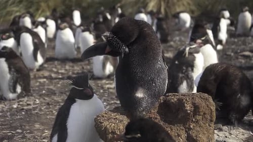 Southern rockhopper penguin preening on rock in colony