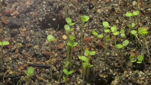 Tiny Green Seedlings Sprout Upward in Rich Soil