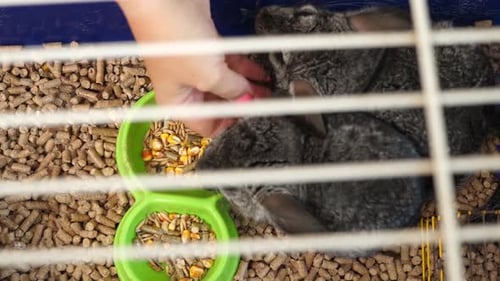 83 1People care for and play with chinchillas.