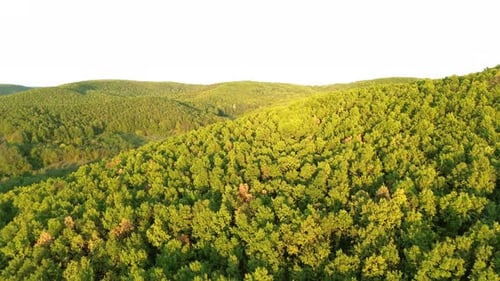 Drone View Autumn Yellow Golden Hour And Trees In Rural Aerial View Of Forest