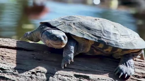 A wild terrapin clambers along a log.