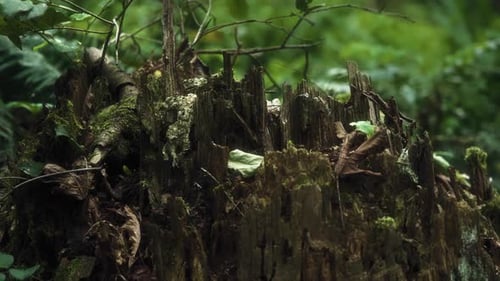 Mossy Tree Stump in Forest with Green Background