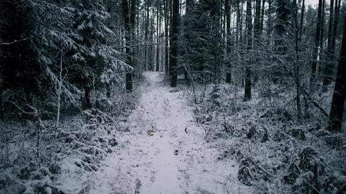 Chilly Forest During Winter with Limited Light and Stillness Introduces Mysterious Story
