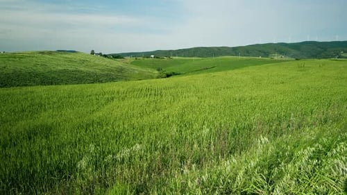 Sweet Hills of Green Wheat of Tuscany