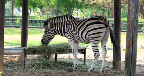 Zebra Eating Hay Under Shelter