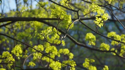 Nature Sun Plants Tree Branch Leaves Summer Spring Rays Color