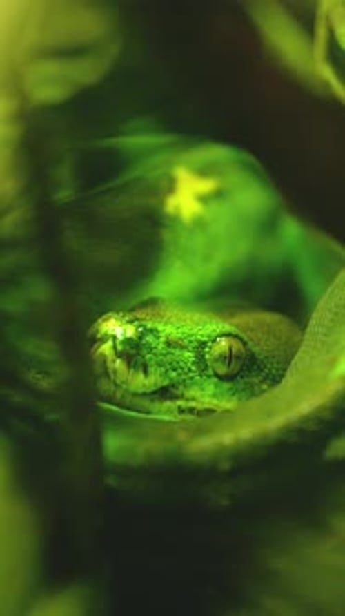 Árbol verde pitón escondido en un exuberante follaje: vista de cerca