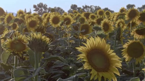 Sunflower Field on a Sunny Day