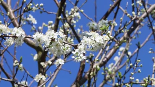 Plum tree in flower in early Spring.