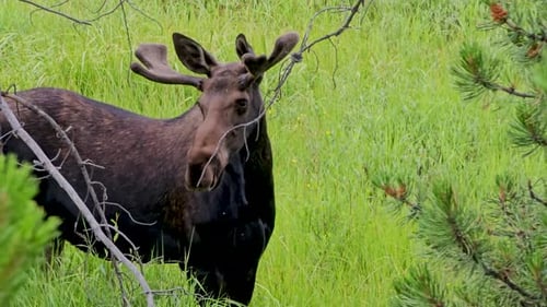 Handheld video of a moose in Colorado