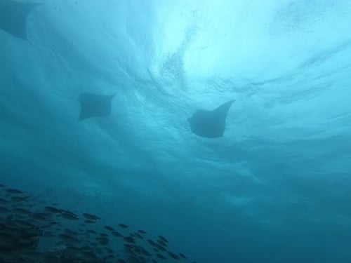 Underwater video about Whiptail stingrays in Maafushi Maldives