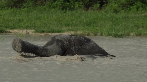 Elephant lies in the water, trunk exposed