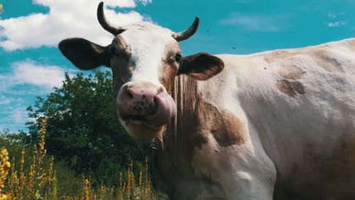 Schöne graue und weiße Kuh, die auf der Wiese weidet
