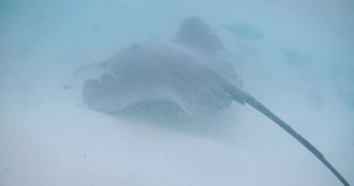 Stingray Fish Underwater in Ocean at French Polynesia or Maldives