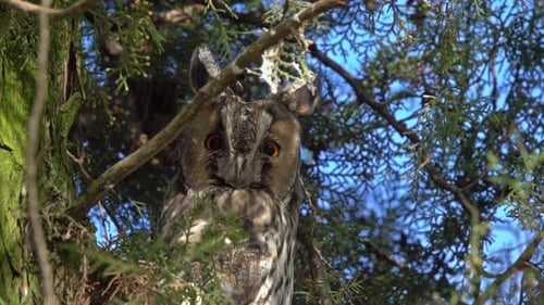 Majestic Owl Perched in Tree Branches