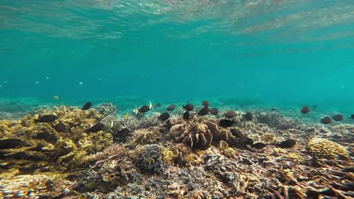 An underwater shot captures the vibrant life of a coral reef, with numerous black fish.