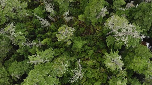 Scenery Of Evergreen Tree Tops In The Forest In British Columbia, Canada. aerial top-down, drone asc