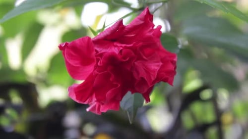 the beauty of red flowers blowing in the wind