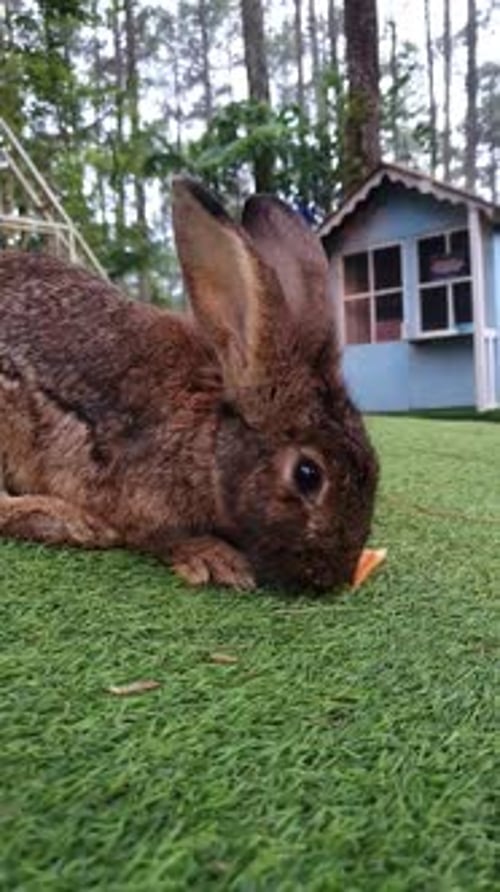Cute little rabbits on green grass, brown little rabbit