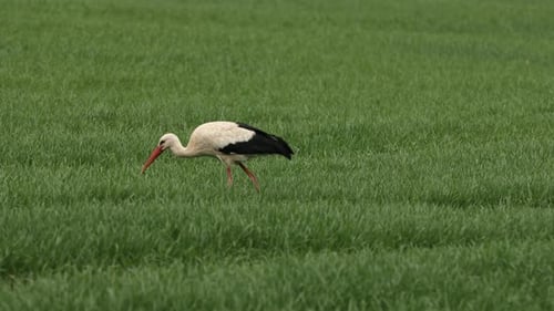 Beautiful white stork grazing in green field