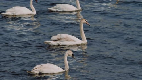 Nahaufnahme von weißen Schwänen auf einem See, klarer sonniger Tag