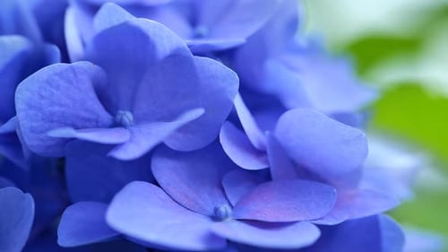 Blue hydrangea flowers.Blue flowers macro of Hydrangea macrophylla. blue flowers in the garden