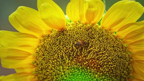 Honey Bee Collecting Pollen on Vibrant Yellow Sunflower