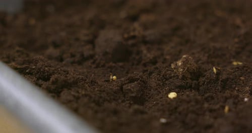 Closeup of Seeds Planted in Fresh Soil in a Tray
