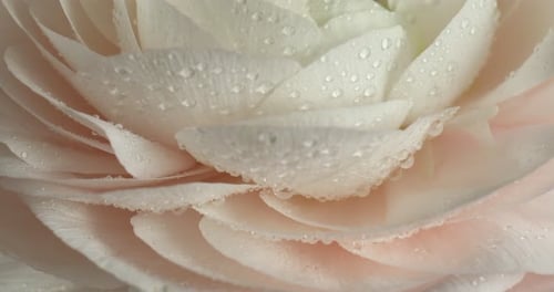 Beautiful ranunculus flower with water drops on light background, closeup. Camera moving up