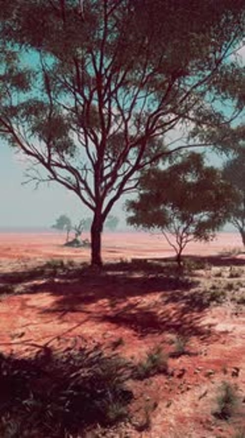 African Landscape with a Acacia Trees