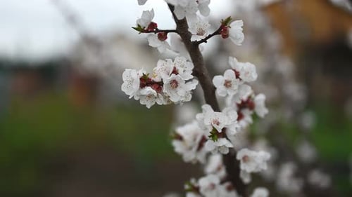 Spring Season with Blooming Apricot Tree Branches