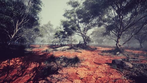 Misty Morning in a Dense Forest with Red Earth and Scattered Rocks