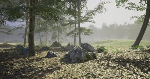 Lush Forest Landscape with Rocks and Sunlight Filtering Through Trees