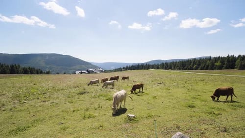 A Herd of Cows Grazes on a Pasture in a Beautiful Rural Landscape on a Sunny Day Top View