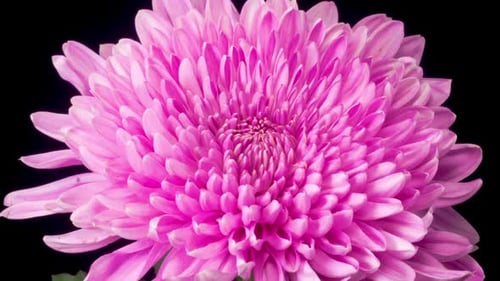Close Up of a Vibrant Pink Chrysanthemum Flower