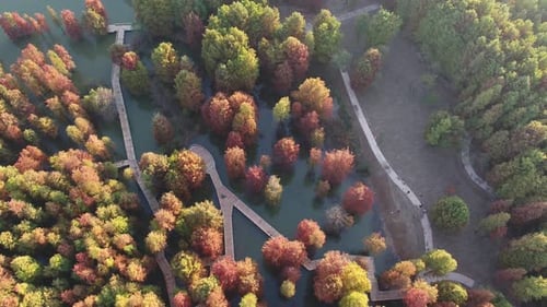 Autumn forest