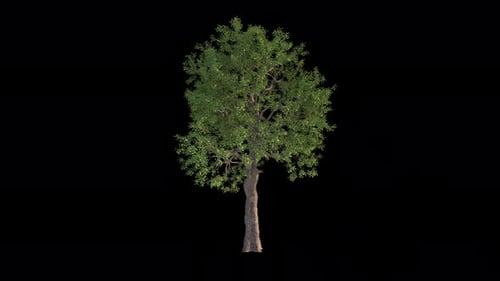 Tree In The Wind Loopable Alpha Channel