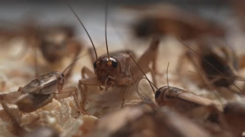 Crickets 32