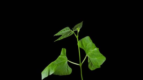 Plant Growing Against Black Background